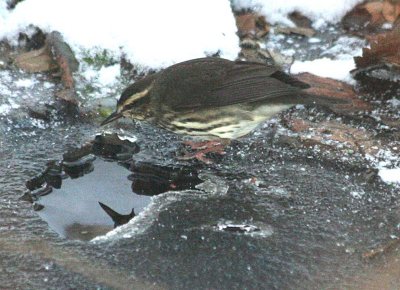 Northern Waterthrush  394