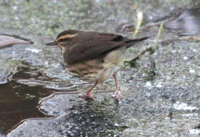 Northern Waterthrush  394