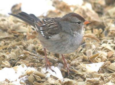 White-crowned Sparrow  424