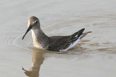 Dunlin  176