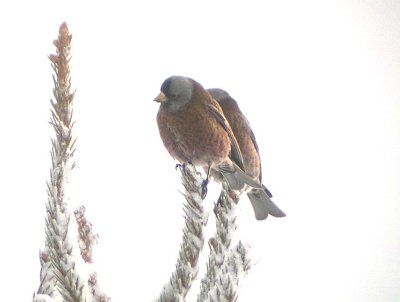 Gray-crowned Rosy-Finch  453