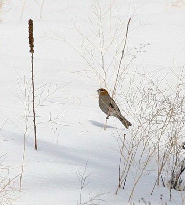 Pine Grosbeak  454