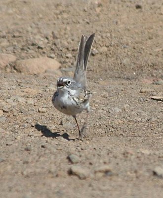 Sagebrush Sparrow  412