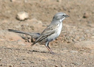 Sagebrush Sparrow  412