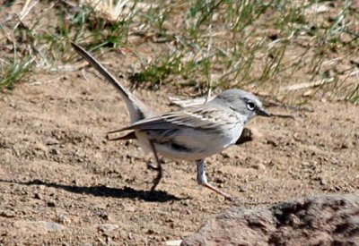 Sagebrush Sparrow  412