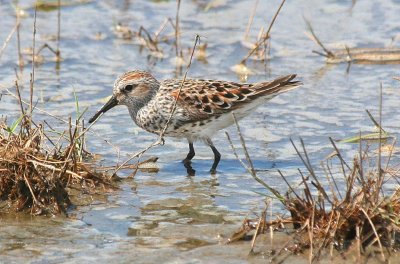 Western Sandpiper  168