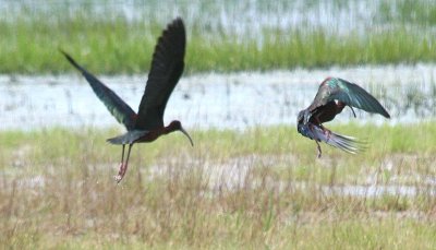 White-faced Ibis 107