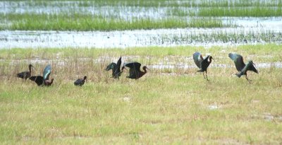 White-faced Ibis 107