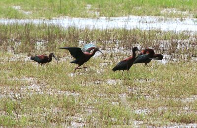 White-faced Ibis 107