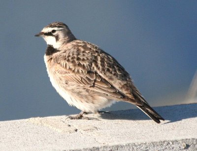 Horned Lark  320