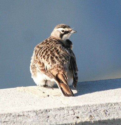 Horned Lark  320