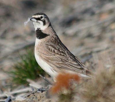 Horned Lark  320