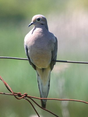 Mourning Dove  239