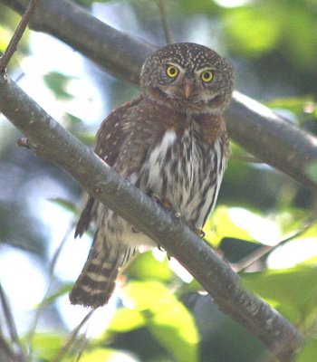 Northern Pygmy-Owl  248