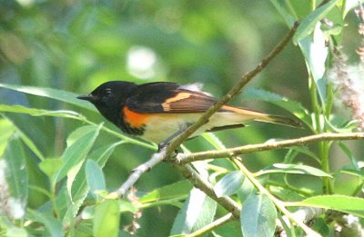 American Redstart  391