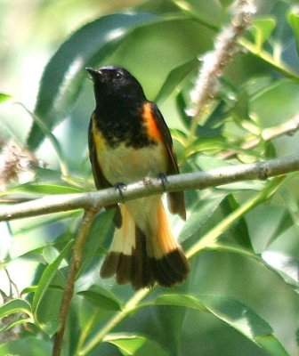 American Redstart  391