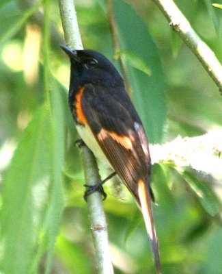 American Redstart  391