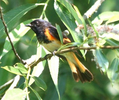 American Redstart  391