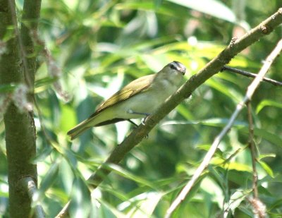 Red-eyed Vireo  308
