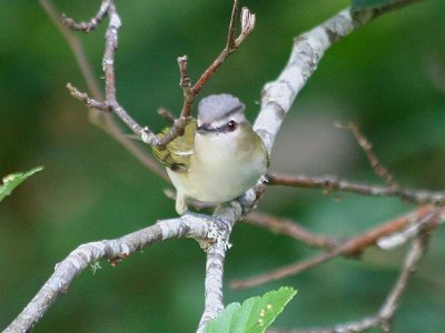 Red-eyed Vireo  308