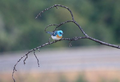 Lazuli Bunting  434