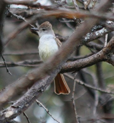 Ash-throated Flycatcher  295