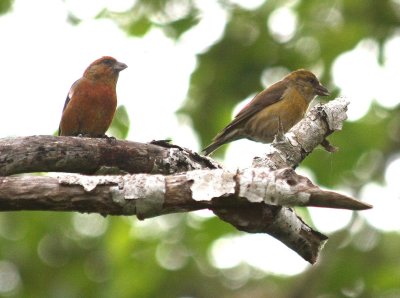 Red Crossbill  458