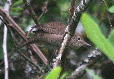 House Wren  340