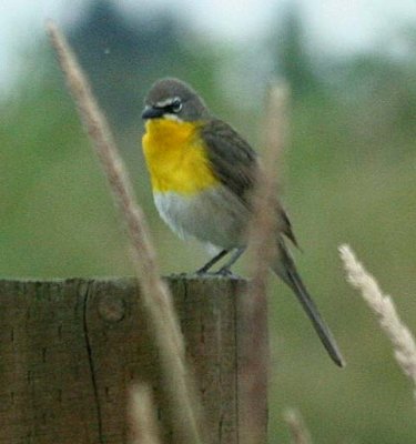 Yellow-breasted Chat  400