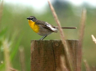 Yellow-breasted Chat  400