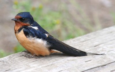 Barn Swallow  327