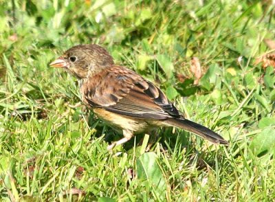 Oregon Dark-eyed Junco  426