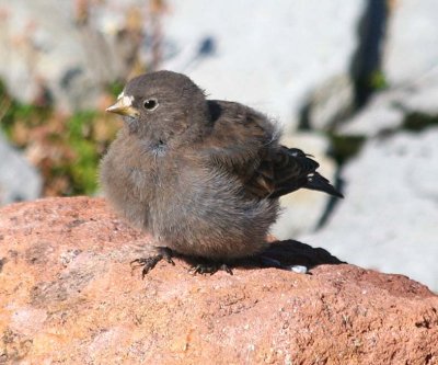 Gray-crowned Rosy-Finch  453