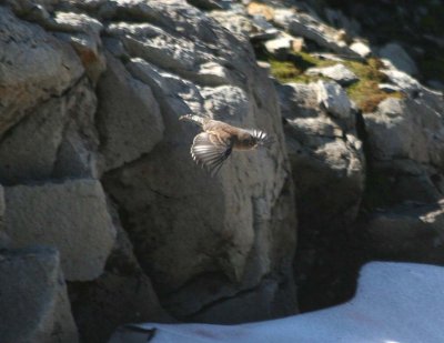 Gray-crowned Rosy-Finch  453