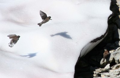 Gray-crowned Rosy-Finch  453