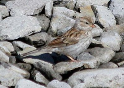 Chipping Sparrow  406