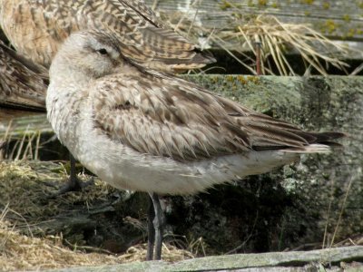 Bar-tailed Godwit 160
