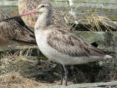 Bar-tailed Godwit 160