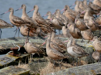 Bar-tailed Godwit 160
