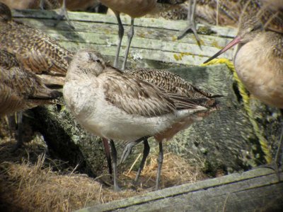 Bar-tailed Godwit 160