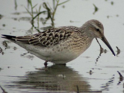 Stilt Sandpiper  178