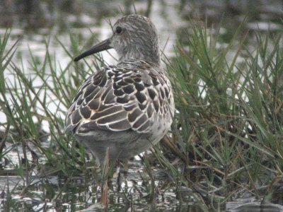 Stilt Sandpiper  178