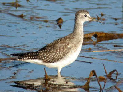 Lesser Yellowlegs 148