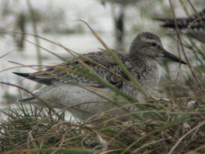 Red Knot 165