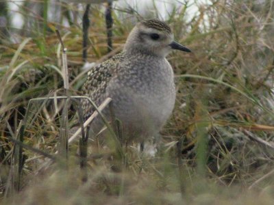 American Golden-Plover 136