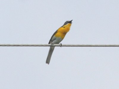 Yellow-breasted Chat  400
