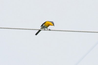 Yellow-breasted Chat  400