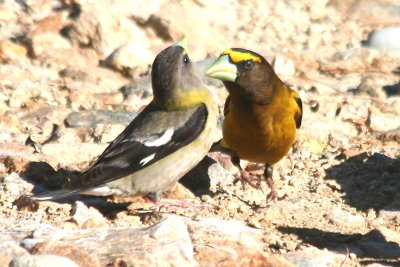 Evening Grosbeak  465