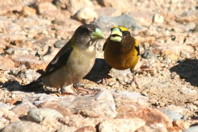 Evening Grosbeak  465