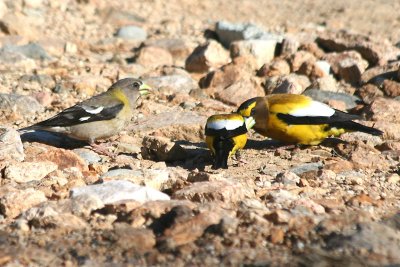 Evening Grosbeak  465